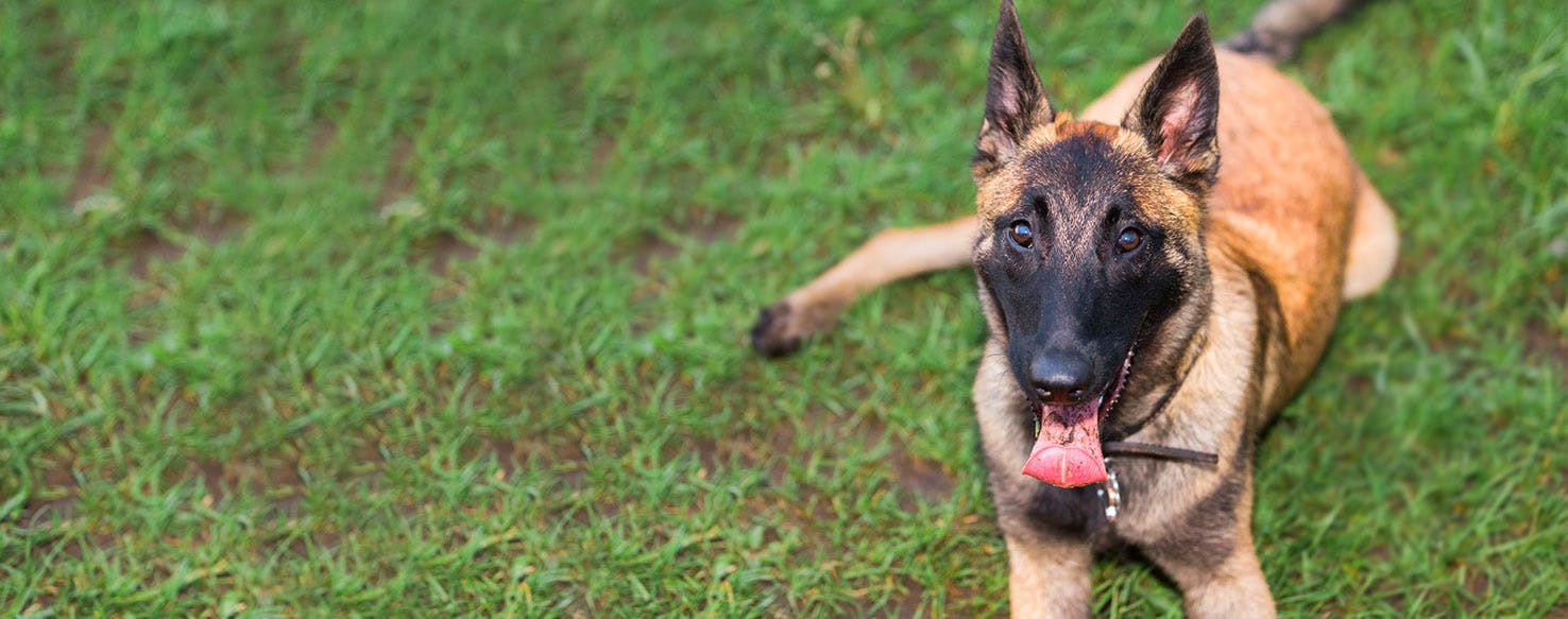 Best names store for belgian malinois